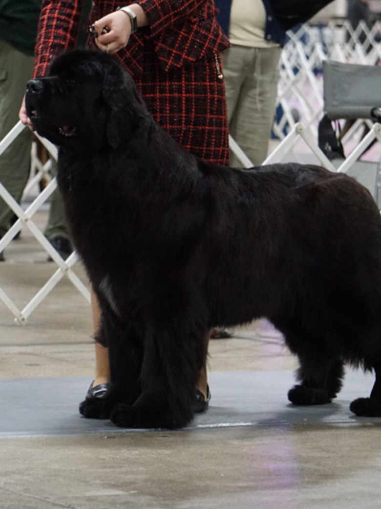 black Newfoundland dog
